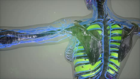 colored-Human-Internal-organs-scan